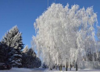 Найближчими днями синоптики прогнозують у Львові похолодання