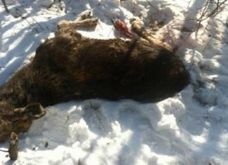 Лосиця загинула від поранення протитанковою ракетою у Львівській області