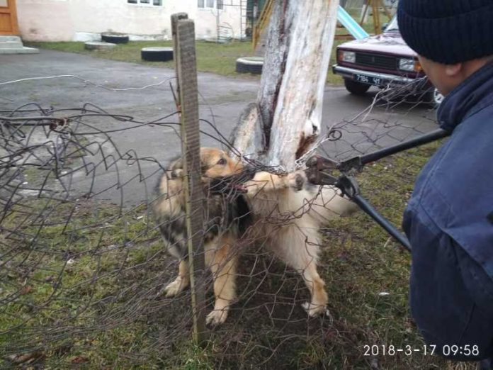 собакадрогобич