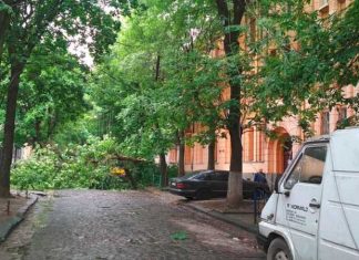 Дерево заблокувало рух у центрі Львова (ФОТО)