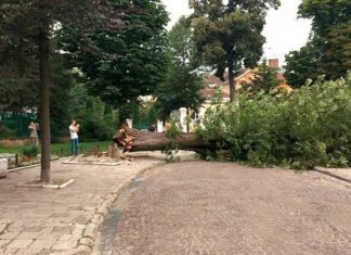 У центрі Львова на автомобілі впало гігантське дерево (ФОТО)