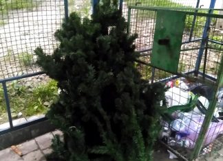У Львові 1 серпня викинули новорічну ялинку (ВІДЕО)