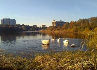 На львівському озері оселилася зграя лебедів (ВІДЕО)
