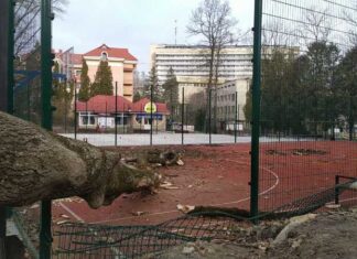 У Трускавці сильний вітер повиривав дерева з корінням (ФОТО, ВІДЕО)