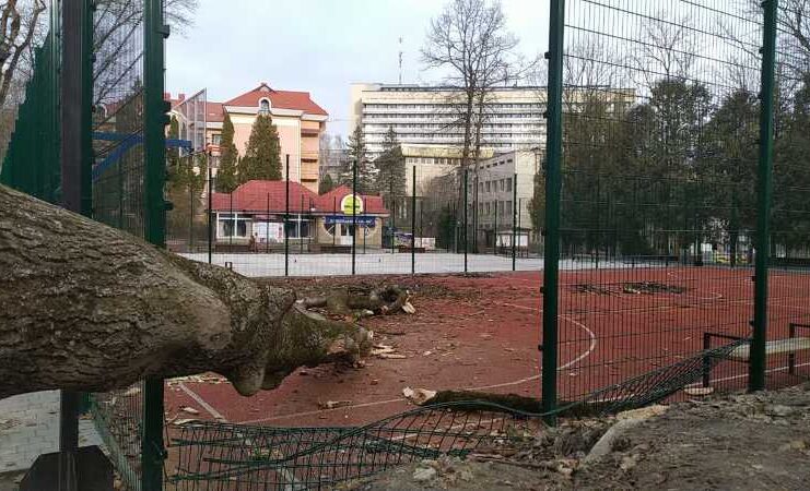 У Трускавці сильний вітер повиривав дерева з корінням (ФОТО, ВІДЕО)